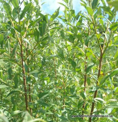 Red Salix 3ft